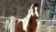 horse riding in Texas MV | Ferienresort Texas MV